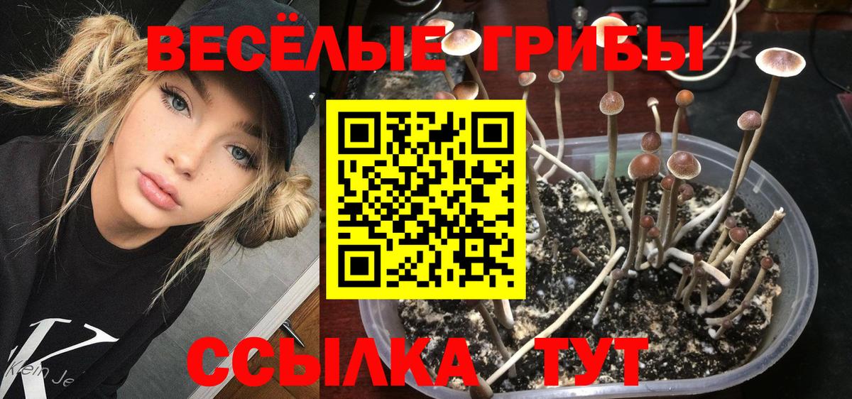 Галлюциногенные грибы Magic Shrooms  Вход с VPN  Алексин  магазин продажи наркотиков  Псилоцибиновые грибы GOLDEN TEACHER 